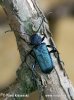 Violet Tanbark Beetle