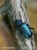 Violet Tanbark Beetle