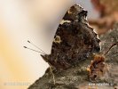 Vulcain papillon