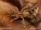 Wandering Spider