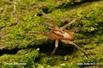 Wandering Spider