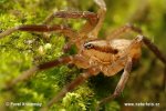 Wandering Spider