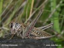 Wart-biter cricket
