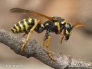 Wasp