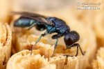 Wasp Trichrysis cyanea