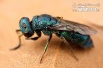 Wasp Trichrysis cyanea