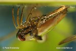 Water boatman