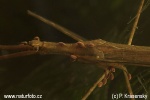 Water Stick Insect