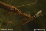 Water Stick Insect