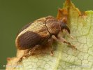 Weevil