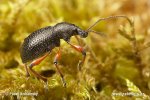 Weevil