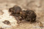 Weevil