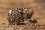 Weevil