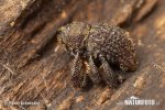 Weevil