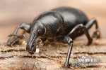 Weevil