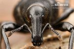 Weevil