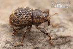 Weevil