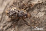 Weevil