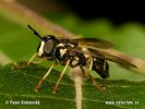 weiband-Wespenschwebfliege