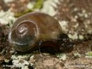 Western Glass-Snail