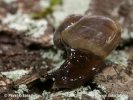 Western Glass-Snail