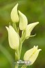 White Helleborine