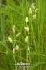 White Helleborine