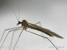 Winter Crane Fly