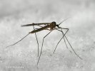 Winter Crane Fly