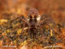 Wolf Spider