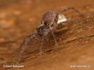 Wolf Spider