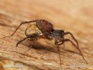 Wolf Spider