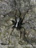 Wolf Spider