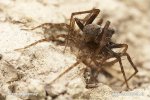 Wolf Spider