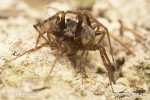 Wolf Spider