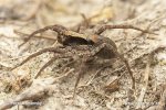 Wolf Spider