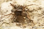 Wolf Spider