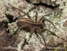 Wolf Spider