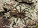 Wolf Spider