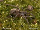 Wolf Spider