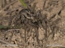 Wolf Spider