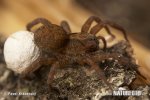 Wolf Spider