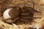 Wolf Spider