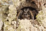 Wolf Spider