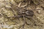 Wolf Spider