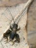 Wood cricket