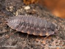 Woodlice