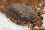 Woodlice