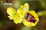 Yellow Bee Orchid