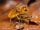 Yellow Dung Fly